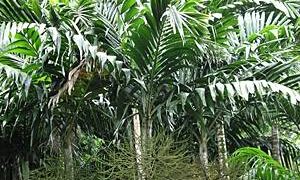 PTYCHOSPERMA SALOMONENSE QUICK GROWING, CROWN SHAFTED