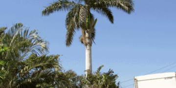ROYSTONEA REGIA THE CUBAN ROYAL PALM