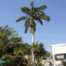 ROYSTONEA REGIA THE CUBAN ROYAL PALM