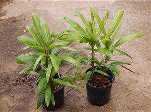 RHAPIS EXCELSA THE LADY PALM