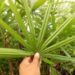 RHAPIS EXCELSA THE REGULAR LADY PALM
