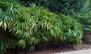 RHAPIS EXCELSA THE LADY PALM