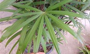 RHAPIS MULTIFIDA A RARE TYPE OF LADY PALM