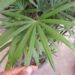 RHAPIS MULTIFIDA A RARE TYPE OF LADY PALM