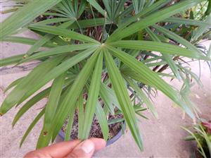 RHAPIS MULTIFIDA A RARE TYPE OF LADY PALM
