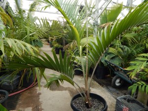 RHOPALOSTYLIS CHEESEMANII A RARE SPECIES OF THIS GENUS