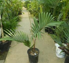 RHOPALOSTYLIS CHEESEMANII MORE RARE SPECIES OF THIS GENUS