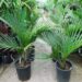 RHOPALOSTYLIS SAPIDA THE SHAVING BRUSH OR FEATHER DUSTER PALM