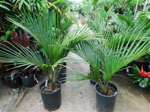 RHOPALOSTYLIS SAPIDA THE SHAVING BRUSH OR FEATHER DUSTER PALM
