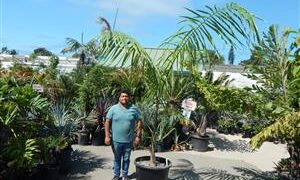 ROYSTONEA OLERACEA THE SOUTH AMERICAN ROYAL PALM