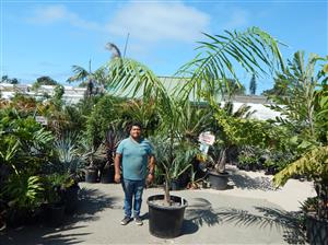 ROYSTONEA OLERACEA THE SOUTH AMERICAN ROYAL PALM