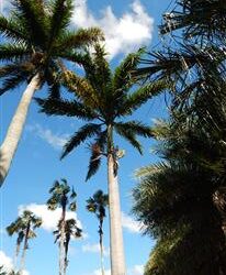 ROYSTONEA OLERACEA THE SOUTH AMERICAN ROYAL PALM