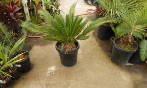 CYCAS REVOLUTA – THE SAGO PALM MOST POPULAR CYCAD IN THE WORLD