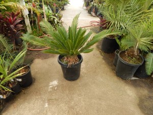 CYCAS REVOLUTA – THE SAGO PALM MOST POPULAR CYCAD IN THE WORLD