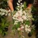 THE SNOWBUSH PLANT BREYNIA DISTICHA