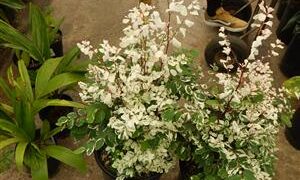 THE SNOWBUSH PLANT BREYNIA DISTICHA