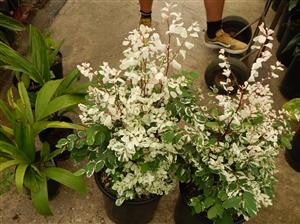 THE SNOWBUSH PLANT BREYNIA DISTICHA
