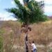 SYAGRUS KELLYANA SMALL TO MEDIUM SIZED PINNATE PALM A RARE AND SMALLER ALTERNATIVE TO THE QUEEN PALM