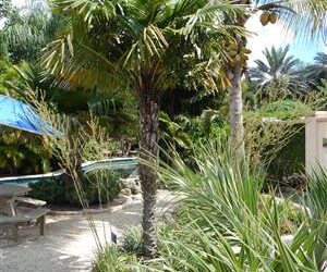 SYAGRUS SCHIZOPHYLLA MEDIUM HEIGHT GREEN SINGLE TRUNK PINNATE PALM