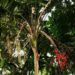 SYNECANTHUS FIBROSA THE JELLYBEAN PALM OPPORTUNITY TO GET OLD MATURE SIZE PALM
