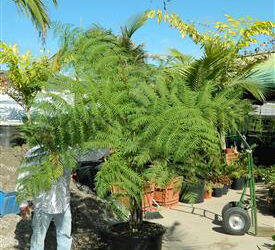 AUSTRALIAN TREE FERN CYATHEA COOPERI