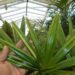 VARIEGATED RHAPIS EXCELSA EXOTIC – TEND TO BE SMALL, MINIATURE PALMS