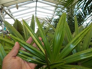 VARIEGATED RHAPIS EXCELSA EXOTIC – TEND TO BE SMALL, MINIATURE PALMS
