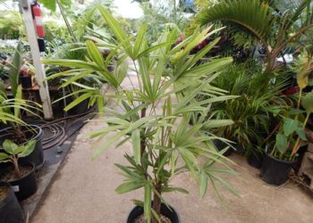 VARIEGATED RHAPIS EXCELSA EXOTIC – TEND TO BE SMALL, MINIATURE PALMS