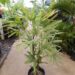 VARIEGATED RHAPIS EXCELSA EXOTIC – TEND TO BE SMALL, MINIATURE PALMS