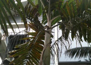 VEITCHIA ARECINA EXOTIC MEDIUM TO TALL PINNATE SUN PALM