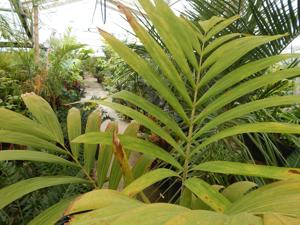 VEITCHIA MERRILLII HYBRID POTENTIAL TO GROW SOMETHING THAT CAN’T BE GROWN HERE