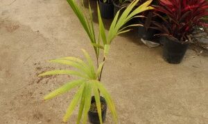 VEITCHIA WININ NATIVE ONLY TO VANUATU
