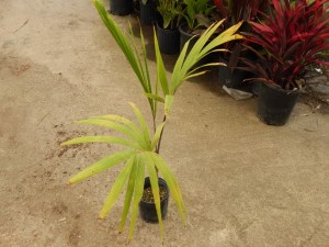 VEITCHIA WININ NATIVE ONLY TO VANUATU