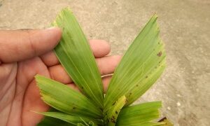 WODYETIA BIFURCATA THE FOXTAIL PALM