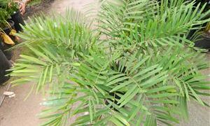 ZAMIA AMBLYPHYLLIDIA DWARF GREEN CYCAD