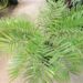 ZAMIA AMBLYPHYLLIDIA DWARF GREEN CYCAD