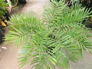 ZAMIA AMBLYPHYLLIDIA DWARF GREEN CYCAD