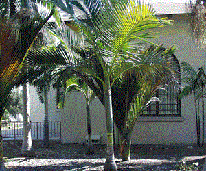ARCHONTOPHOENIX BEATRICAE RARE VARIETY OF THE KING PALM