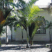 ARCHONTOPHOENIX BEATRICAE RARE VARIETY OF THE KING PALM