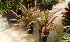 BILBERGIA HALLELUHAY SPOTTED SUN TOLERANT BROMELIAD