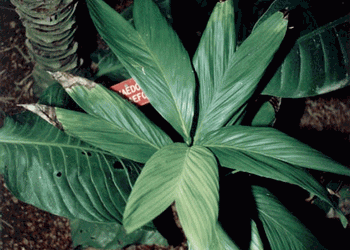 CHAMAEDOREA GEONOMIFORMIS SINGLE TRUNK, DWARF UNDERSTORY PALM