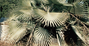 COPERNICIA HOSPITA THE BLUE CUBAN WAX PALM