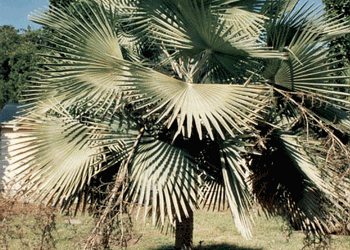 COPERNICIA HOSPITA THE BLUE CUBAN WAX PALM