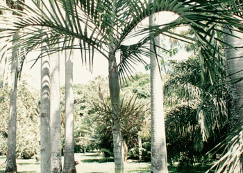 CYPHOPHOENIX ELEGANS THE ELEGANT PALM SINGLE TRUNK MEDIUM SIZED PALM FROM NEW CALEDONIA