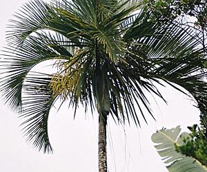 DYPSIS SAINTELUCEI SINGLE TRUNK – WHITE CROWN SHAFT NATIVE TO MADAGASCAR