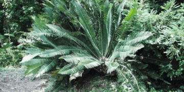 DIOON EDULE SMALL TO MEDIUM SIZED MEXICAN CYCAD