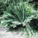 DIOON EDULE SMALL TO MEDIUM SIZED MEXICAN CYCAD