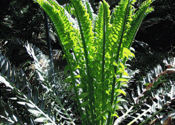 ENCEPHALARTOS ARENARIUS RARE SOUTH AFRICAN CYCAD