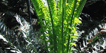 ENCEPHALARTOS ARENARIUS RARE SOUTH AFRICAN CYCAD