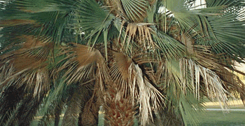 LIVISTONA MUELLERRII MEDIUM SIZED FAN PALM WITH MAROON COLORED BLOSSOMS